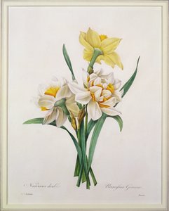 Narcissus gouani (dubbel påsklilja), graverad av Bessin, från "Choice of the Most Beautiful Flowers", 1827